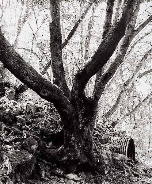 Hartmannswillerkopf #39