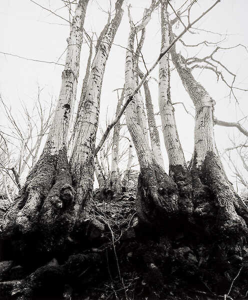 Hartmannswillerkopf #38