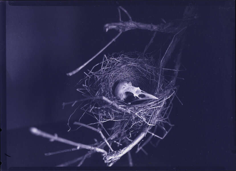Nest mit Vogelschädel, Fotogramm auf Guilleminot-SW-Papier/Scan, C-Print, 2022