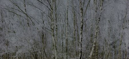  # 3662, 2011 aus der Serie WALD, Landschaften der Erinnerung © Michael Lange